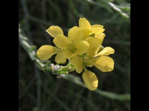 Brassica nigra
Black Mustard (Eng) Zwarte Mosterd (Ned) Schwarzer Senf (Ger) 
Trefwoorden: Plant;Brassicaceae;Bloem;geel;cultuurgewas
