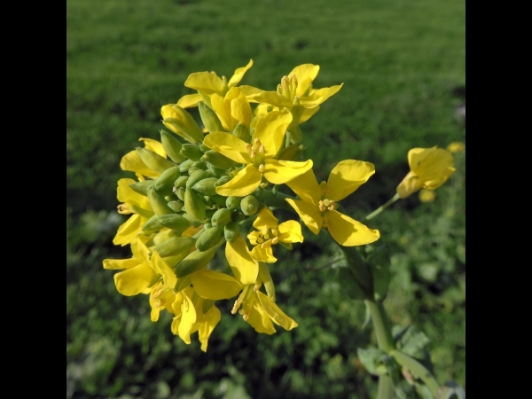 Brassica napus
Rape (Eng) Koolzaad (Ned) Raps (Ger)
Trefwoorden: Plant;Brassicaceae;Bloem;geel;cultuurgewas