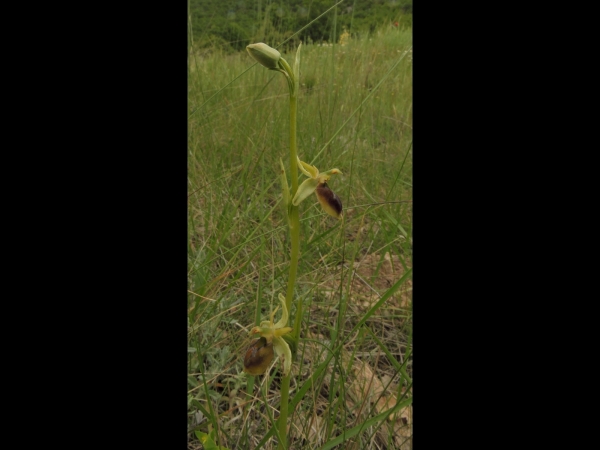 Ophrys sphegodes epirotica
Early Spider-orchis (Eng) Spinnenorchis (Ned) Große Spinnen-Ragwurz (Ger)
Trefwoorden: Plant;Orchidaceae;Bloem;bruin