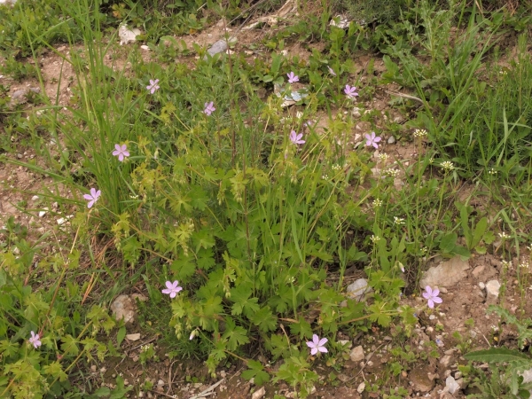 Geranium; G. sylvaticum
Wood Cranebill (Eng) Bosooievaarsbek (Ned) Wald-Storchschnabel (Ger)
Trefwoorden: Plant;Geraniaceae;Bloem;roze