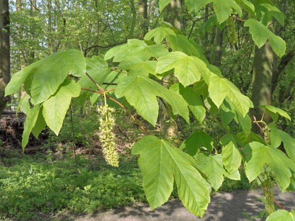 Acer pseudoplatanus
Sycamore (Eng) Gewone Esdoorn (Ned) Berg-Ahorn (Ger)
Trefwoorden: Plant;Boom;Sapindaceae;Bloem;groen