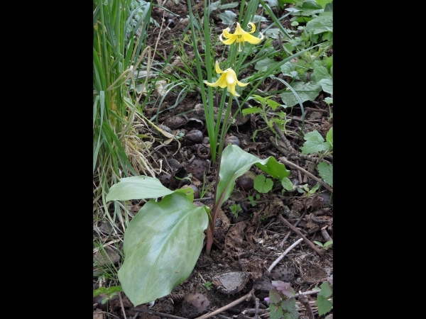 Erythronium
Trout Lily, Dog's-tooth Violet (Eng) Zahnlilien (Ger) Hondstand (Ned)
Trefwoorden: Plant;Liliaceae;Bloem;geel;tuinplant