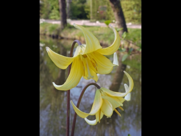 Erythronium
Trout Lily, Dog's-tooth Violet (Eng) Zahnlilien (Ger) Hondstand (Ned)
Trefwoorden: Plant;Liliaceae;Bloem;geel;tuinplant