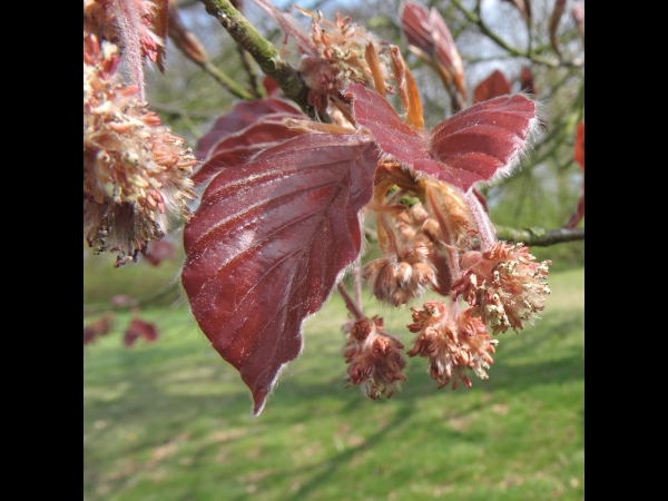Fagus sylvatica 'purpurea'
Copper Beech, Purple Beech (Eng) Rode Beuk (Ned) Rotbuche (Ger)
Trefwoorden: Plant;Boom;Fagaceae;Bloem;bruin;onopvallend