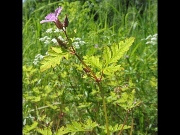 Geranium robertianum
Herb-Robert (Eng) Groot robertskruid (Ned) Ruprechtskraut (Ger) 
Trefwoorden: Plant;Geraniaceae;Bloem;roze