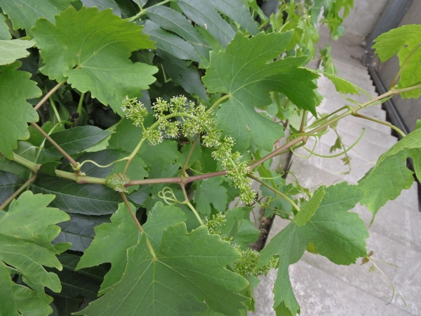 Vitis vinifera
Common Grape Vine (Eng) Wijnstok (Ned) Weinrebe (Ger)
Trefwoorden: Plant;Vitaceae;Bloem;groen;cultuurgewas;klimplant