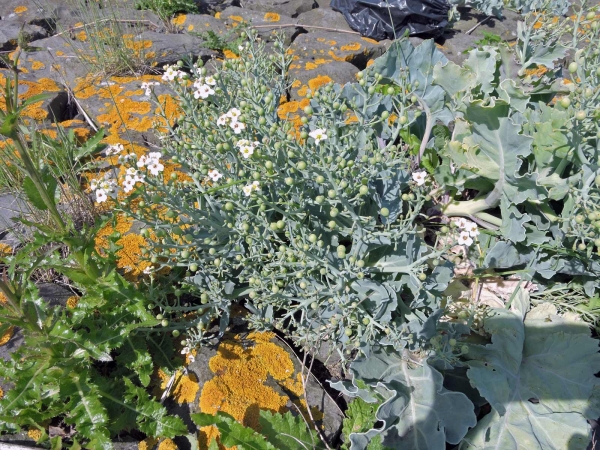 Crambe maritima
Sea Kale, Sea Cole (Eng) Zeekool (Ned) Echter Meerkohl (Ger)
Trefwoorden: Plant;Brassicaceae;vrucht