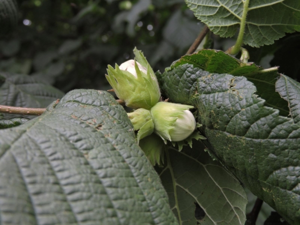 Corylus avellana
Common Hazel (Eng) Hazelaar (Ned) Gemeine Hasel (Ger) - Fruit
Trefwoorden: Plant;Boom;Betulaceae;vrucht