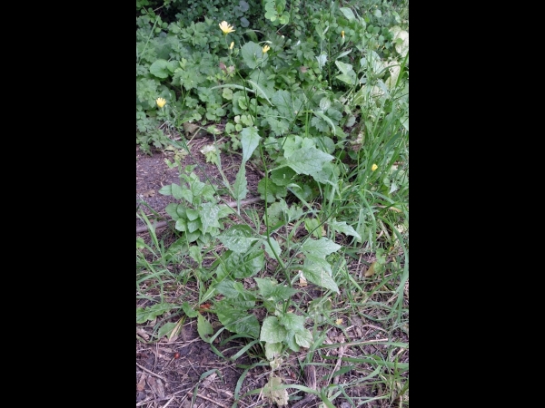 Lapsana communis
Common Nipplewort (Eng)  Akkerkool (Ned) Rainkohl (Ger)
Trefwoorden: Plant;Asteraceae;Bloem;geel