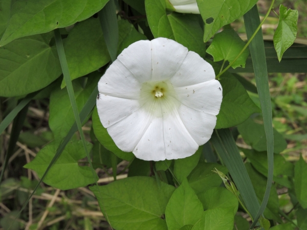 Convolvulus sepium
Hedge Bindweed (Eng) Haagwinde (Ned) Echte Zaunwinde (Ger)
Trefwoorden: Plant;klimplant;Convolvulaceae;Bloem;wit