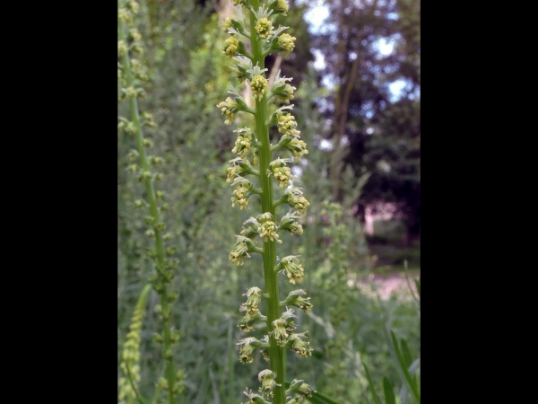 Reseda luteola
Weld, Yellow Weed (Eng) Wouw (Ned) Färber-Wau (Ger)
Trefwoorden: Plant;Resedaceae;Bloem;groen