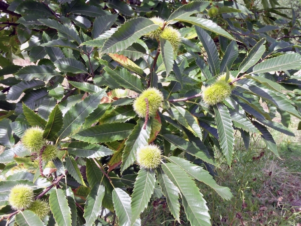 Castanea sativa
Sweet Chestnut (Eng) Tamme Kastanje (Ned) Edelkastanie (Ger) 
Trefwoorden: Plant;Boom;Fagaceae;vrucht