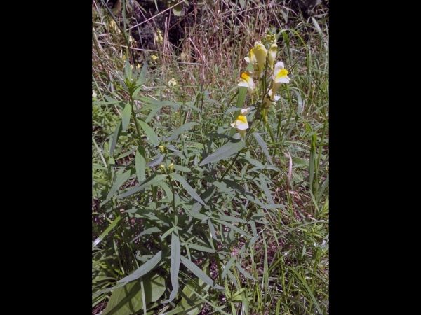 Linaria vulgaris
Common Toadflax (Eng) Vlasbekje (Ned) Echte Leinkraut (Ger) 
Trefwoorden: Plant;Plantaginaceae;Bloem;geel