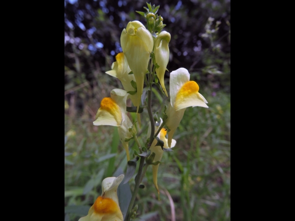Linaria vulgaris
Common Toadflax (Eng) Vlasbekje (Ned) Echte Leinkraut (Ger) 
Trefwoorden: Plant;Plantaginaceae;Bloem;geel
