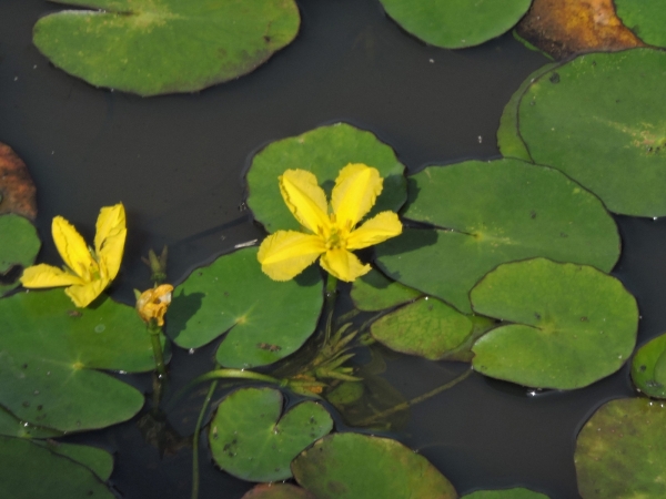Nymphoides peltata
Fringed Water Lily (Eng) Europäische Seekanne (Ger) Watergentiaan (Ned)
Trefwoorden: Plant;Menyanthaceae;Bloem;geel;waterplant