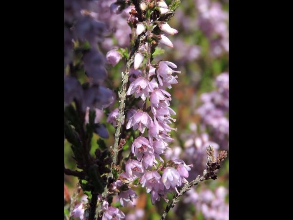 Calluna vulgaris
Common Heather (Eng) Struikhei (Ned) Besenheide (Ger) 
Keywords: Plant;Ericaceae;Bloem;roze