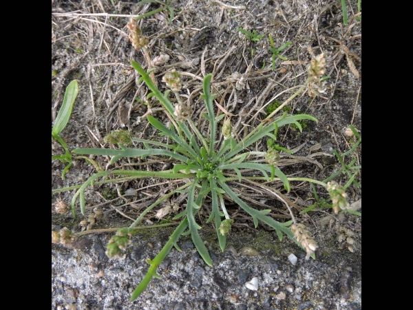 Plantago coronopus
Buck's-horn Plantain (Eng) Krähenfuß-Wegerich (Ger) Hertshoornweegbree (Ned)
Trefwoorden: Plant;Plantaginaceae;Bloem;onopvallend