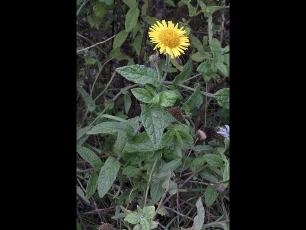 Pulicaria dysenterica
Common Fleabane (Eng) Heelblaadjes (Ned) Großes Flohkraut (Ger)
Trefwoorden: Plant;Asteraceae;Bloem;geel