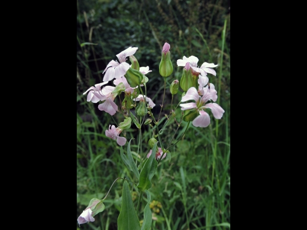 Vaccaria hispanica
Cow Soapwort (Eng) Koekruid (Ned) Kuhkraut (Ger)
Trefwoorden: Plant;Caryophyllaceae;Bloem;purper