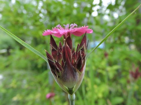 Dianthus carthusianorum
Clusterhead Pink (Eng) Karthuizer Anjer (Ned)  Karthäuser-Nelke (Ger)
Trefwoorden: Plant;Caryophyllaceae;Bloem;roze