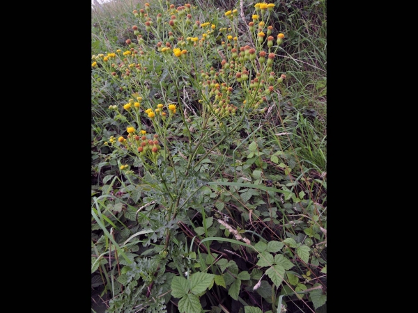 Jacobaea vulgaris dunensis
Dune Ragwort (Eng) Duinkruiskruid (Ned)
Trefwoorden: Plant;Asteraceae;Bloem;geel