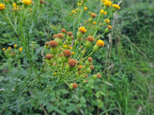 Jacobaea vulgaris dunensis
Dune Ragwort (Eng) Duinkruiskruid (Ned)
Trefwoorden: Plant;Asteraceae;Bloem;geel