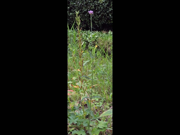 Verbena bonariensis
Purpletop Vervain (Eng) Stijf IJzerhard (Ned) Argentinisches Eisenkraut, Patagonisches Eisenkraut (Ger)
Trefwoorden: Plant;Verbenaceae;Bloem;paars;tuinplant