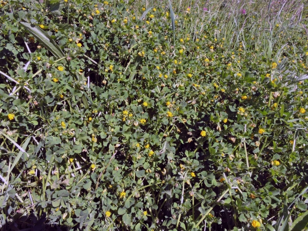 Medicago arabica
Spotted Medick, Spotted Burclover (Eng) Gevlekte Rupsklaver (Ned) Arabischer Schneckenklee (Ger) 
Trefwoorden: Plant;Fabaceae;Bloem;geel