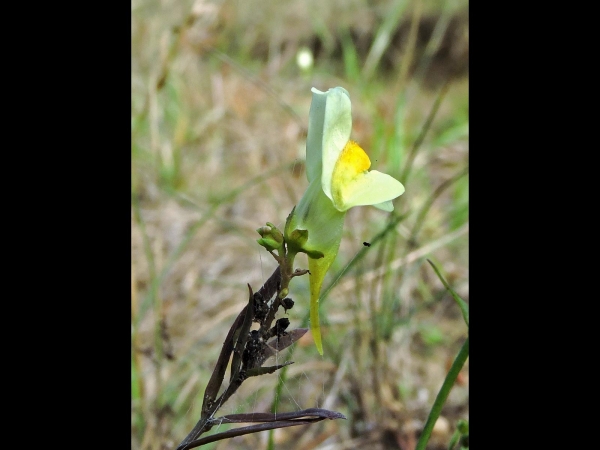 Linaria vulgaris
Common Toadflax (Eng) Vlasbekje (Ned) Echte Leinkraut (Ger)
Trefwoorden: Plant;Plantaginaceae;Bloem;geel