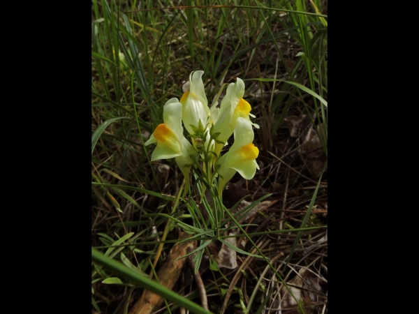Linaria vulgaris
Common Toadflax (Eng) Vlasbekje (Ned) Echte Leinkraut (Ger)
Trefwoorden: Plant;Plantaginaceae;Bloem;geel