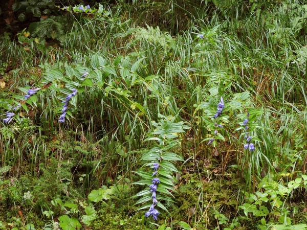 Gentiana asclepiadea
Willow Gentian (Eng) Zijdeplantgentiaan (Ned) Schwalbenwurz-Enzian, Herbst-Enzian (Ger)
Trefwoorden: Plant;Gentianaceae;Bloem;blauw