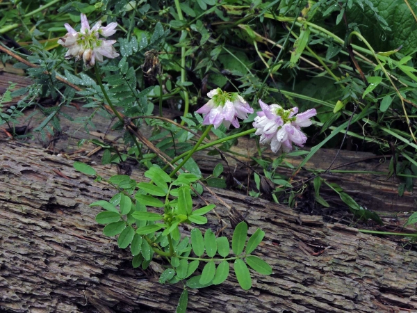 Securigera varia
Crownvetch (Eng) Bont Kroonkruid, Kroonwikke (Ned) Bunte Kronwicke (Ger)
Trefwoorden: Plant;Fabaceae;Bloem;roze;wit