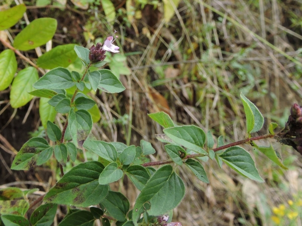 Origanum vulgare
Oregano (Eng) Wilde Marjolein (Ned) Oregano, Echter Dost (Ger) 
Trefwoorden: Plant;Lamiaceae;Bloem;roze