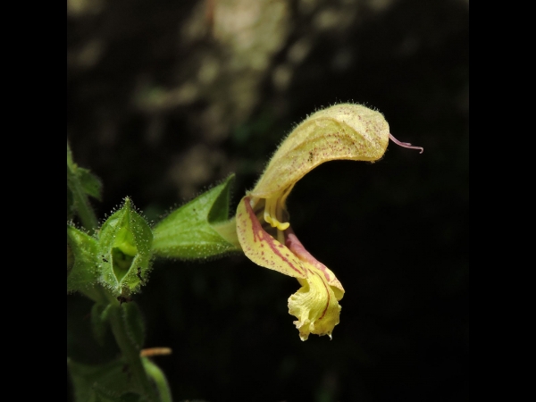 Salvia glutinosa
Sticky Sage (Eng) Kleverige Salie (Ned) Klebriger Salbei (Ger)
Trefwoorden: Plant;Lamiaceae;Bloem;geel