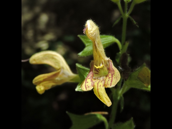 Salvia glutinosa
Sticky Sage (Eng) Kleverige Salie (Ned) Klebriger Salbei (Ger)
Trefwoorden: Plant;Lamiaceae;Bloem;geel