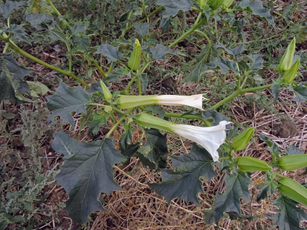 Datura stramonium
Thorn Apple (Eng) Doornappel (Ned) Gemeiner Stechapfel (Ger)
Trefwoorden: Plant;Solanaceae;Bloem;wit