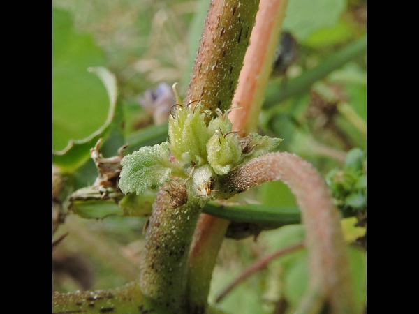 Xanthium strumarium
Common Cocklebur, Rough Cocklebur (Eng) Late Stekelnoot (Ned) Gewöhnliche Spitzklette (Ger) - femaie flower
Trefwoorden: Plant;Asteraceae;Bloem;onopvallend