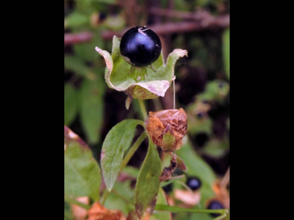 Silene baccifera
Berry Catchfly (Eng) Besanjelier (Ned) Taubenkropf (Ger)
Trefwoorden: Plant;Caryophyllaceae;vrucht