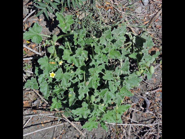 Ecballium elaterium
Squirting Cucumber (Eng) Springkomkommer (Ned) Spritzgurke (Ger) - flowers, leaves and fruits
Trefwoorden: Plant;Cucurbitaceae;Bloem;geel
