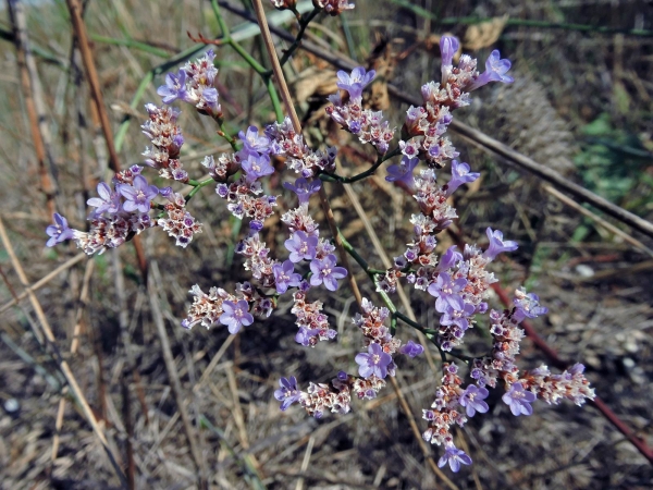 Limonium; L. gmelnii
Sea-lavender (Eng) Zeelavendel, Lamsoor (Ned) Meerlavendel (Ger)
Trefwoorden: Plant;Plumbaginaceae;Bloem;lila