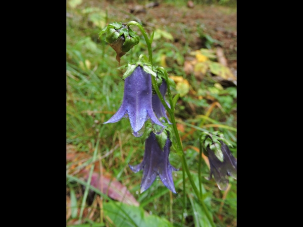 Campanula barbata
Bearded Bellflower (Eng) Baardig Klokje (Ned) Bärtige Glockenblume (Ger)
Trefwoorden: Plant;Campanulaceae;Bloem;blauw