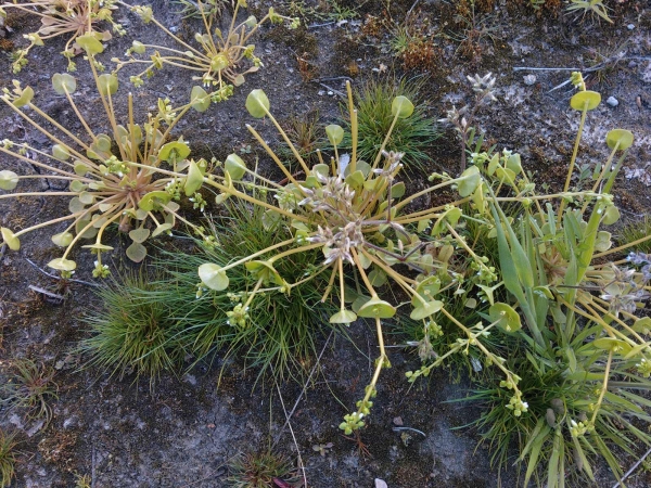 Claytonia perfoliata
Spring Beauty (Eng) Winterpostelein (Ned) Gewöhnliches Tellerkraut, Kubaspinat (Ger)
Trefwoorden: Plant;Montiaceae;Bloem;wit