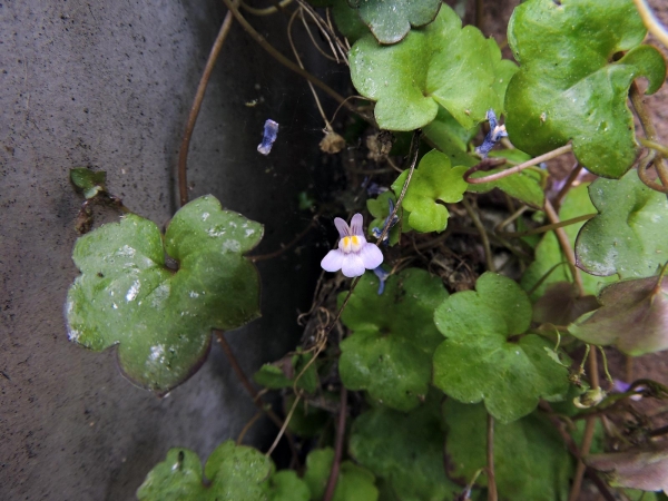 Cymbalaria muralis
Ivy-leaved Toadflax (Eng) Muurleeuwenbek (Ned), Zimbelkraut (Ger)
Trefwoorden: Plant;Plantaginaceae;bloem;purper;violet