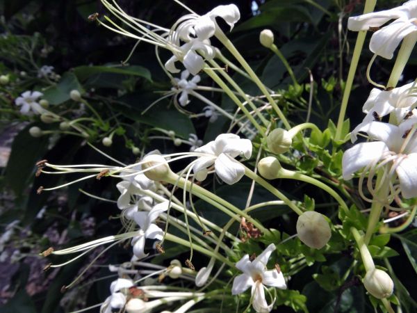 Clerodendrum floribundum
Lolly Bush (Eng) 
Trefwoorden: Plant;Lamiaceae;Bloem;wit
