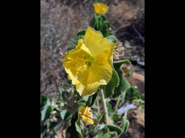 Abutilon; A. leucopetalum
Desert Lantern Flower (Eng)
Trefwoorden: Plant;Malvaceae;Bloem;geel