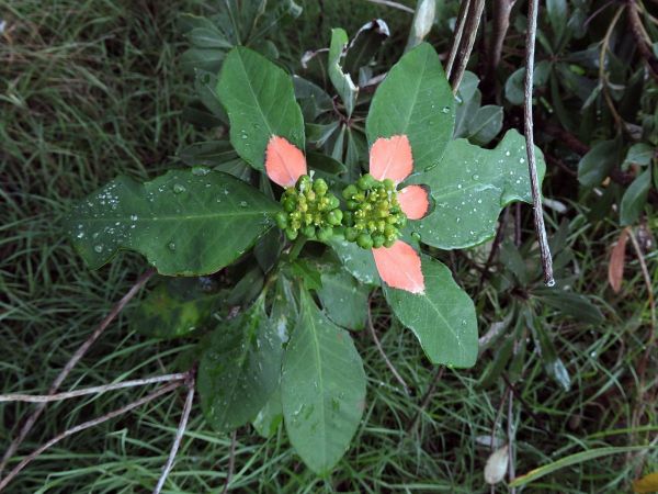 Euphorbia cyathophora
Wild Poinsettia, Dwarf Poinsettia (Eng)
Trefwoorden: Plant;Euphorbiaceae;Bloem;groen