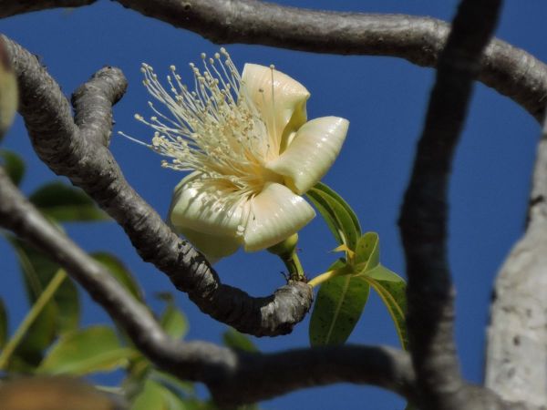 Adansonia gregorii
Boab, Australian Baobab (Eng)
Trefwoorden: Plant;Boom;Malvaceae;Bloem;wit