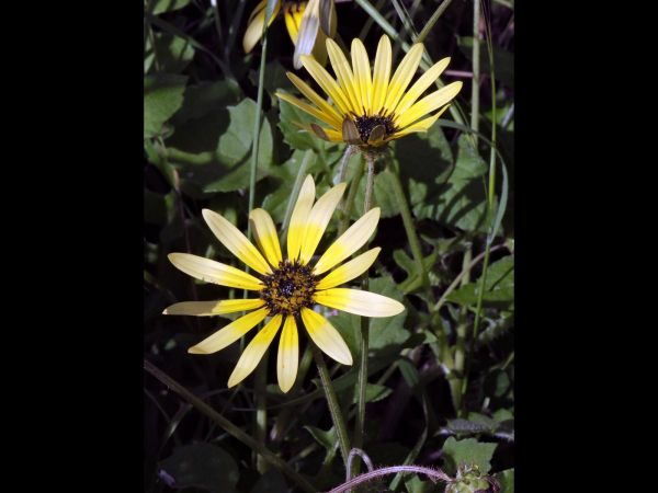 Arctotheca calendula
Capeweed (Eng)
Trefwoorden: Plant;Asteraceae;Bloem;geel