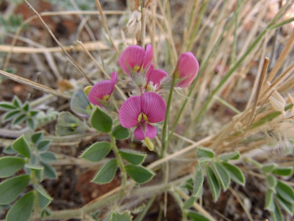 Swainsona; S. flavicarinata
Yellow-keel Swainson-pea (Eng)
Trefwoorden: Plant;Fabaceae;Bloem;roze