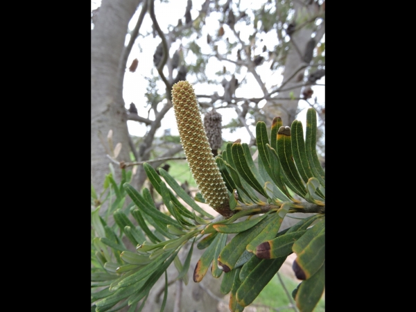 Banksia marginata
Silver Banksia (Eng) 
Trefwoorden: Plant;Boom;Proteaceae;Bloem;geel;bruin